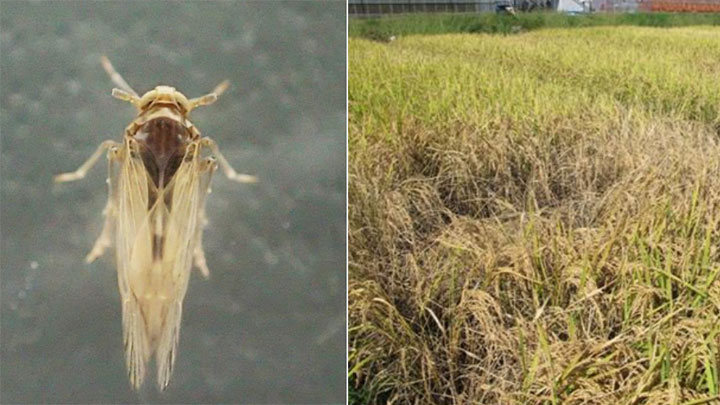 ウンカ初確認で早めの防除対策を　大阪府