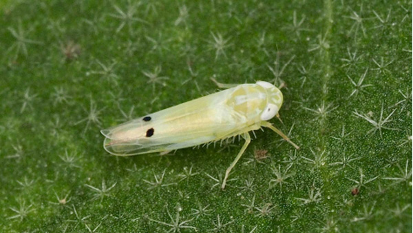 フタテンミドリヒメヨコバイ成虫