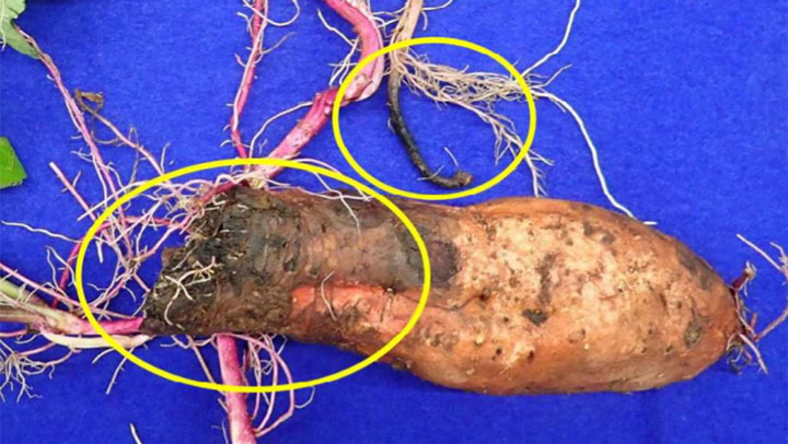 サツマイモ基腐病を県内で初確認 群馬県 ニュース 農政 Jacom 農業協同組合新聞