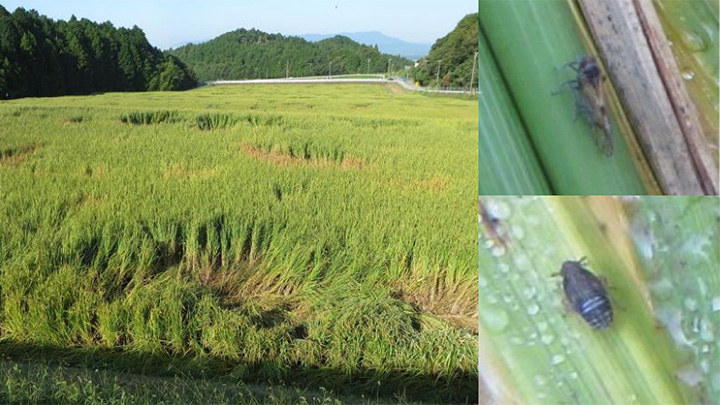 ウンカ類早い初飛来で防除対策の徹底を　三重県