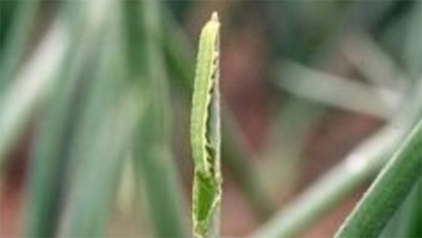 シロイチモジヨトウの幼虫（写真提供：香川県農業試験場病害虫防除所）