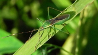 斑点米カメムシ類多発で注意報　石川県