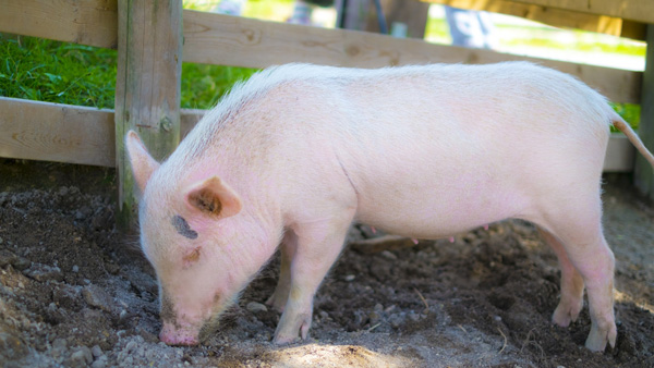 イタリアからの豚肉等の輸入を一時停止　農水省