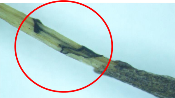 キュウリの根に発生した偽子座（写真提供：北海道病害虫防除所）