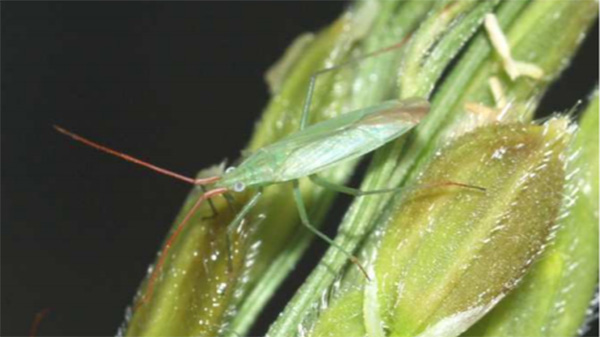 高温予想で病害虫：斑点米カメムシ類増殖に注意　山形県