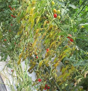 施設栽培トマトで県内初のトマト立枯病発生 広島県 ニュース 農政 Jacom 農業協同組合新聞