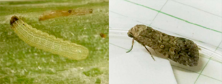 シロイチモジヨトウ幼虫（左）と成虫