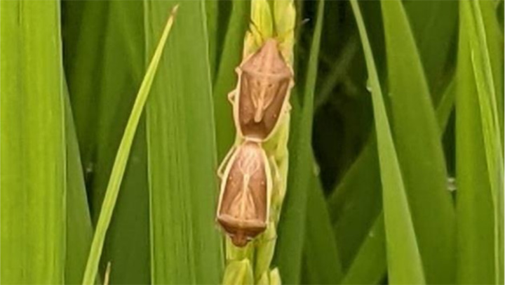 県下全域で斑点米カメムシ類確認　誘殺頭数は平年の約2.7倍　岐阜県