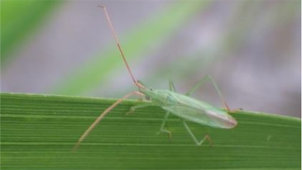 県下全域でカメムシ類確認　斑点米の多発に注意　長野県