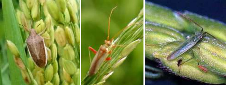左からイネカメムシ成虫、アカスジカスミカメ成虫 、アカヒゲホソミドリカスミカメ成虫（写真提供：山口県病害虫防除所）