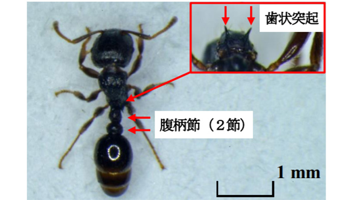 トビイロシワアリ成虫（背面、写真提供：栃木県農業環境指導センター）