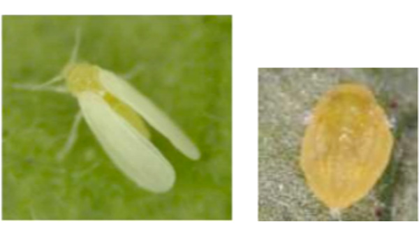 府内で初めてトマト黄化病を確認　京都府
