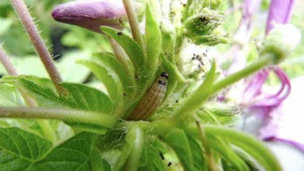 クレオメに寄生し、生長点の食害する幼虫（写真提供：兵庫県病害虫防除所）