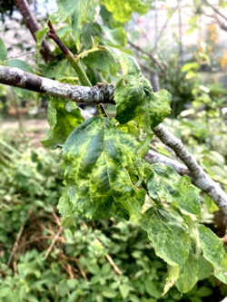罹病したウメの樹木（写真提供：千葉県農林総合研究センター）