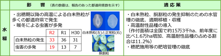 【地球温暖化影響】出穂期以降の高温で白未熟粒－令和２年の気象と作物