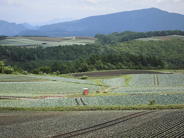 労働力不足が深刻な野菜産地（群馬・嬬恋村で）