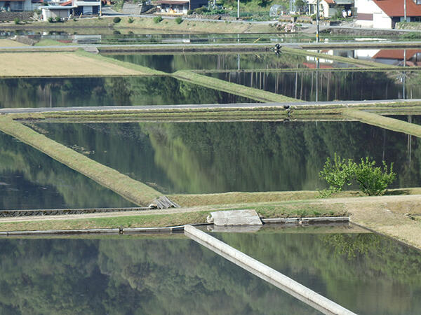 労働力不足が深刻な野菜産地（群馬・嬬恋村で）