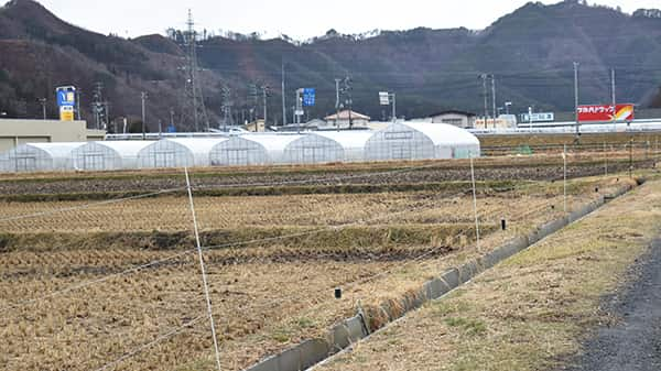 まだ地力は十分でない復旧水田と「大槌結ゆい」のパイプハウス