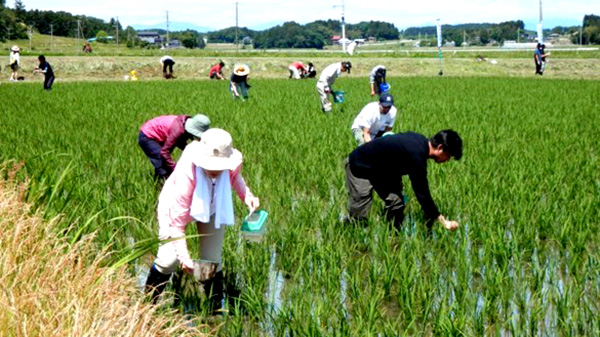 現地ルポ：ＪＡみやぎ登米「環境保全米」