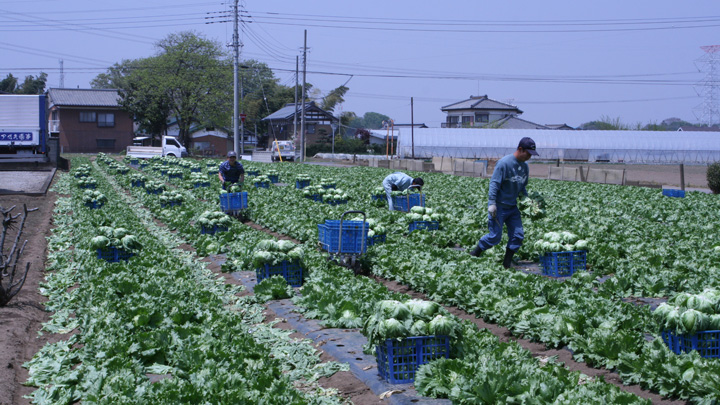 日本を代表するブランド「惚レタス」の収穫作業（岩井農協提供）