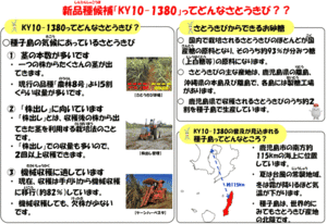 新品種候補「KY10-1380」ってどんなさとうきび？？