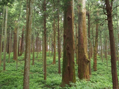 森林のイメージ
