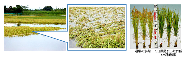 2015年9月に発生した茨城県・小貝川付近で発生した内水（水田）氾濫と被害を受けた水稲の様子