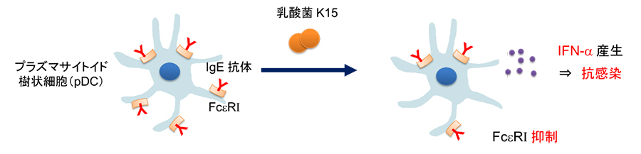 喘息患者のＱＯＬ向上に乳酸菌活用　キッコーマン