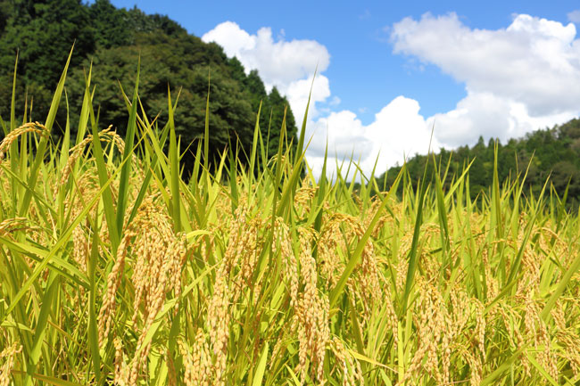20190701　ヘッドライン　種子法廃止で11道県で新たに条例制定