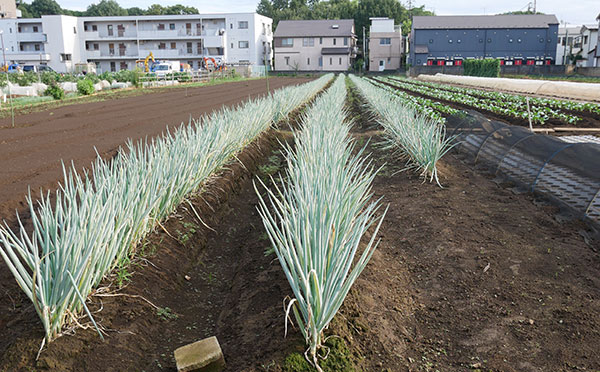 生産緑地の都市農業