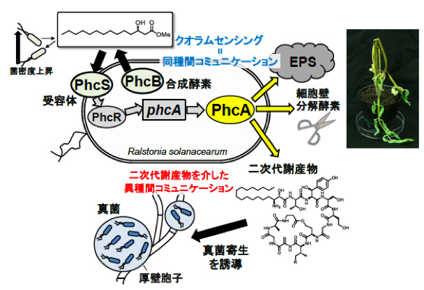 日本農学進歩賞受賞者の研究概要4