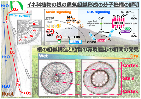 日本農学進歩賞受賞者の研究概要9