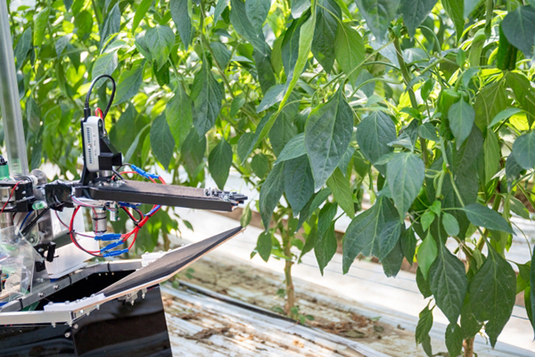 人手不足という農業課題を解決するために農家と共同開発したピーマン収穫ロボット