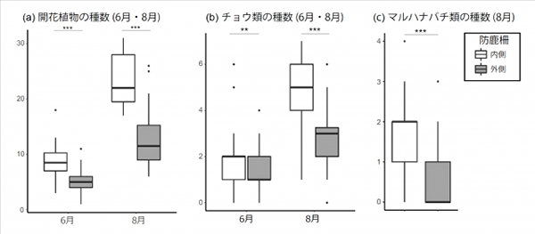 防鹿柵内（白色）と柵外（灰色）における開花植物、チョウ類、マルハナバチ類の種数の違い。マルハナバチは6月には見られなかったので、8月のみのデータ。いずれの時期でも、防鹿柵の外側よりも内側で種数が多い。