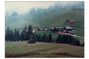 スイスの放牧牛