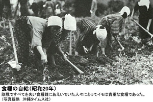食糧の自給（昭和20年）敗戦ですべてを失い食糧難にあえいでいた人々にとってイモは貴重な食糧であった。（写真提供　沖縄タイムス社）