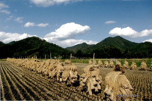 天日乾燥で美味しい米を生産