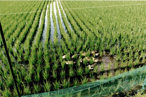 アイガモ農法で安全・安心な米づくり