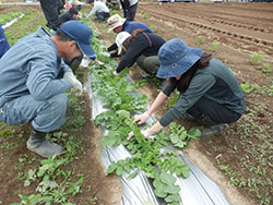 農業青年の指導で野菜の定植