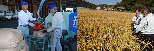 米の全量全袋検査で安全を保証、新たな農業への挑戦も（立毛乾燥による多収飼料稲の栽培試験（塙町で）