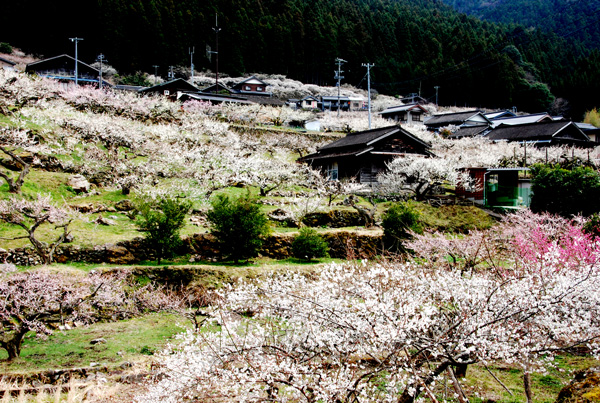 美しい景観は農村が守る（新城市川売の梅園）