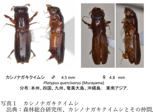 写真1：カシノナガキクイムシ（出典：森林総合研究所、カシノナガキクイムシとその仲間）