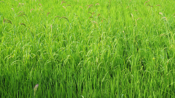 【サステナ防除のすすめ】ＩＰＭ防除の実践（雑草編）