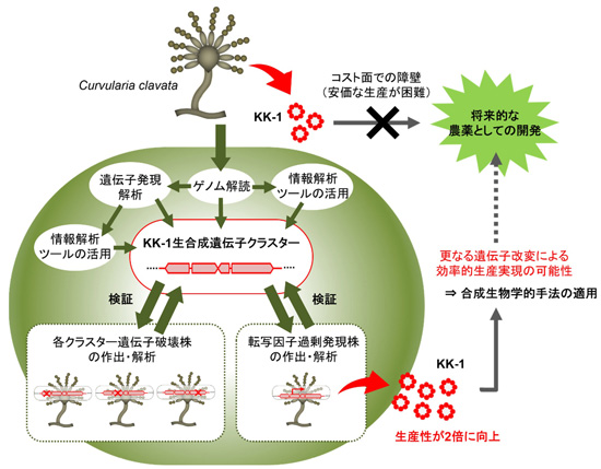 KK-1生合成遺伝子クラスターの発見と効率的生産実現への展望