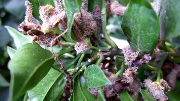 灰色かび病　激発した花弁上に形成された大量の胞子