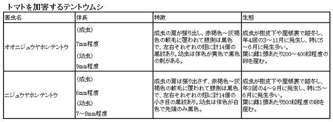 トマトを加害するテントウムシ