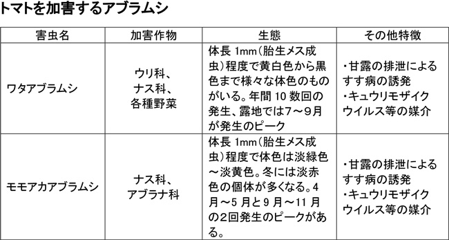 トマトを加害するアブラムシ