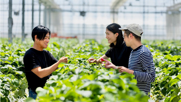 GRA社ハウスでのイチゴ栽培