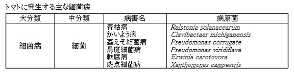 トマトに発生する主な細菌病