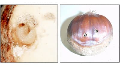 低圧炭酸ガスを用いた「クリ果実殺虫技術」が農薬登録　農研機構